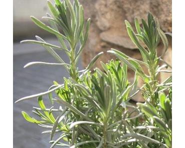 Termine: Bio Jungpflanzen vom Gärtner