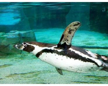Welt-Pinguin-Tag
