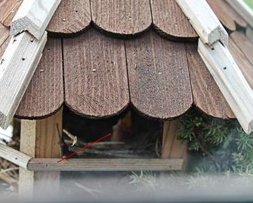 Frühlingsgeschichte die 3.: Die Babies sind da!