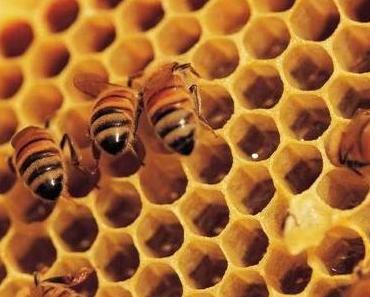 Das Bienenprojekt von Allos