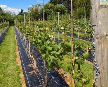 Weinprobe im Newlodge Vineyard