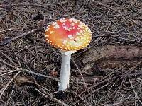 Ach, hätte der Pilz doch Füsse...