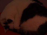 neuer Produkttester: Dave