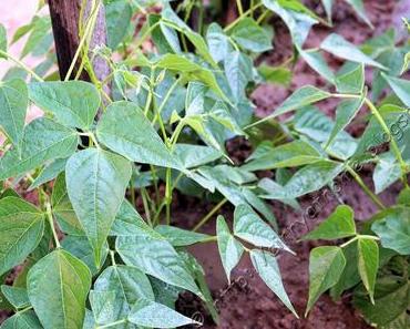 Wir testen die Samsung NX30...erste Fotos im Garten