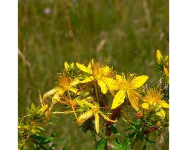 Rotöl selbst herstellen