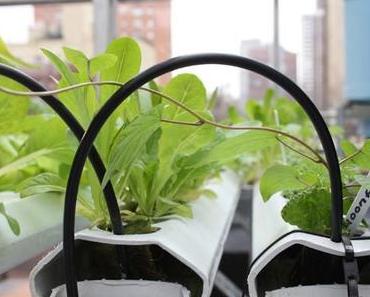 Roof-Water-Farm: Gemüseanbau wird auf den Dächern von Berlin getestet