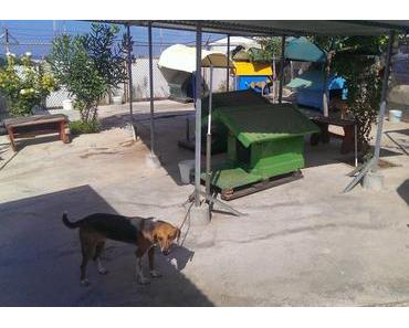 Kreta!!! Leckeres Essen, Sommer, Sonne, Strand und Hunde in Beansis Heimat!