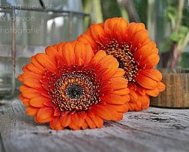 Stachelig & Tieforange