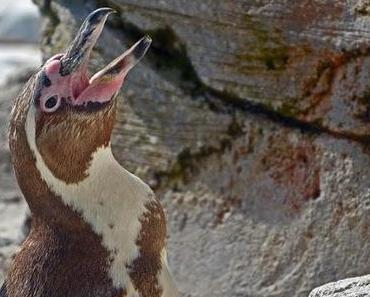 Humboldtpinguine im Zoo am Meer Bremerhaven | Wremen Tag Drei [29.07.2014]