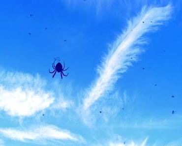 Spinne am Himmel – Spider in the Sky