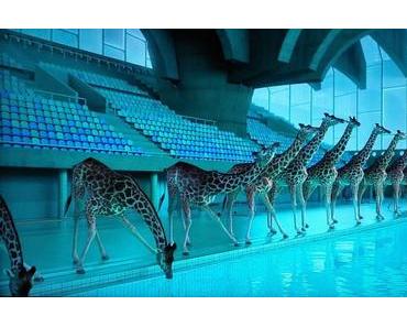 5,80 Meter (Giraffen-Content)