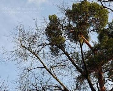 Nachmacher | in heaven