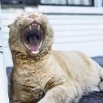 Hausgemacht mit Kokosfett: Rezept für Zahnpasta