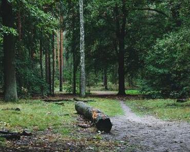 Berlin | Waldspaziergang