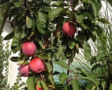 Selbstgemachte Apfelchips