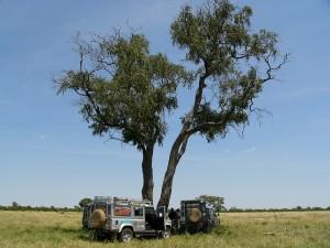 Auf leisen Pfoten – Löwensafari in Botswana