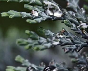 Das Re: zum Post Tabuthema RDS