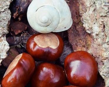 Glück aus dem Wald - Chestnut Love