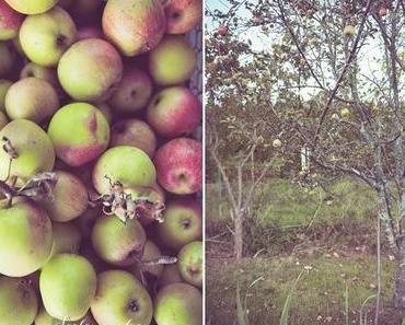 Herbstgarten und Apfelernte