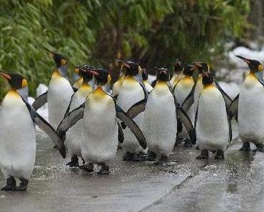 Adventskalenderfenster Nr. 11: Auf zur Pinguinparade!