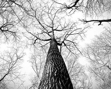 Die drei Bäume – eine Vorlesegeschichte zu Weihnachten