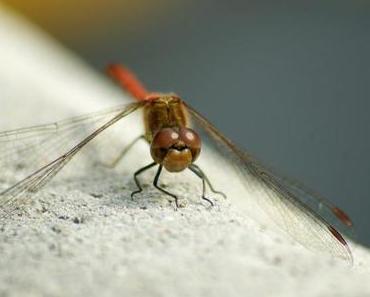 [365/357] – Dragonfly