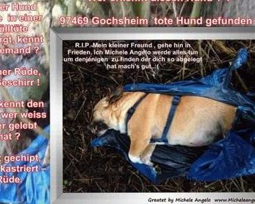 97469 Gochsheim tote Hund gefunden - Wer erkennt diesen Hund ? ?