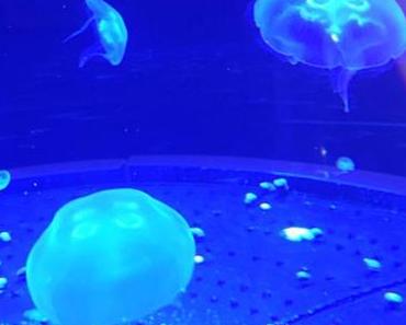 Mein Photo der Woche # 20 – oder- MPW #20