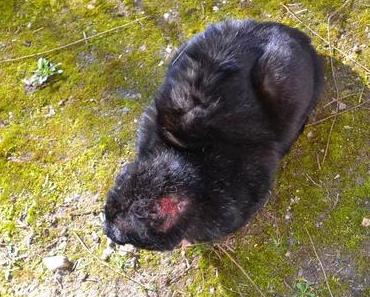 Ein anhänglicher Fremdkater