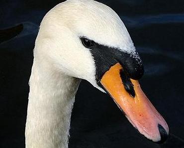 Mein lieber Schwan – es ist schon wieder Winter