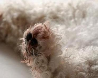 Fitzefatze Feelgood | Dreckwatz im Chillmodus