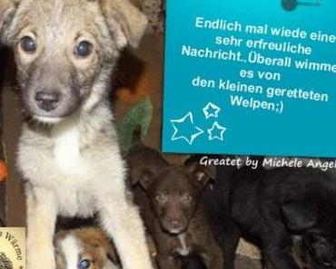 Volles Haus bei Oana und Ady überall kleine Doggies