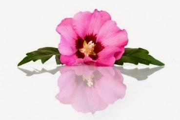 A butterfly: Review Alverde Aloe Vera Hibiskus (Breathe my haar)