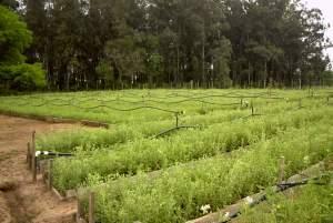 Japan kauft Paraguays gesamte Steviaproduktion