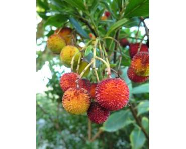 Erdbeerbaum – Arbutus