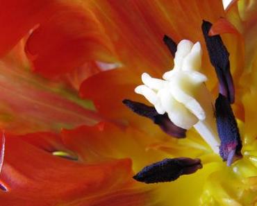 Foto: Der Tulpe auf die Pollen geschaut