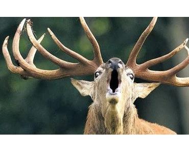 unser Hybrid-Pfarrer ist geflüchtet