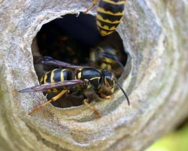 Moderner Insektenschutz