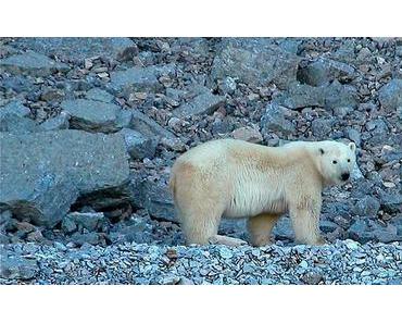 Welteisbärentag – International Polar Bear Day