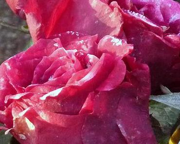 Winterschönheit – just another rose