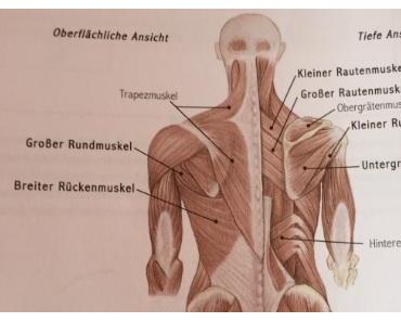Rückenmuskeltraining