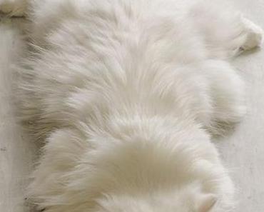 Monday Morning Miau #11