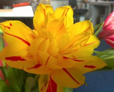 Foto: Neue Tulpensorte in Gelb und Rot