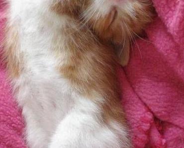 Monday Morning Miau #12