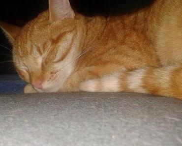 Rückkehr in ein normales Leben