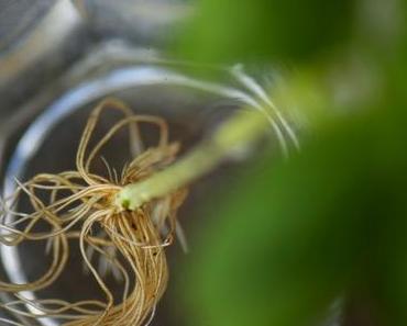 Der Basilikum-Ableger-Trick: So hält eine Pflanze das ganze Leben