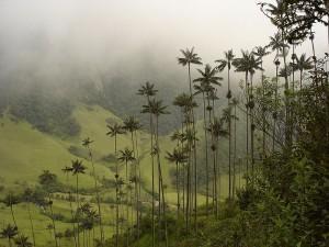 Das Cocora Tal in Kolumbien