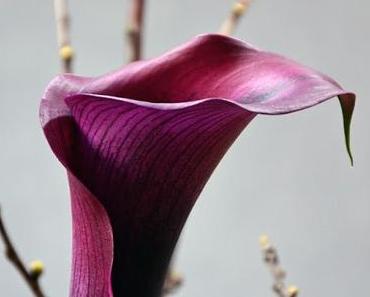 Lila zur Walpurgisnacht [Friday Flowerday]