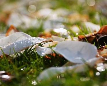 Stadtkaninchen trifft Couchküsschen