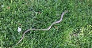 Die Schlange im Garten